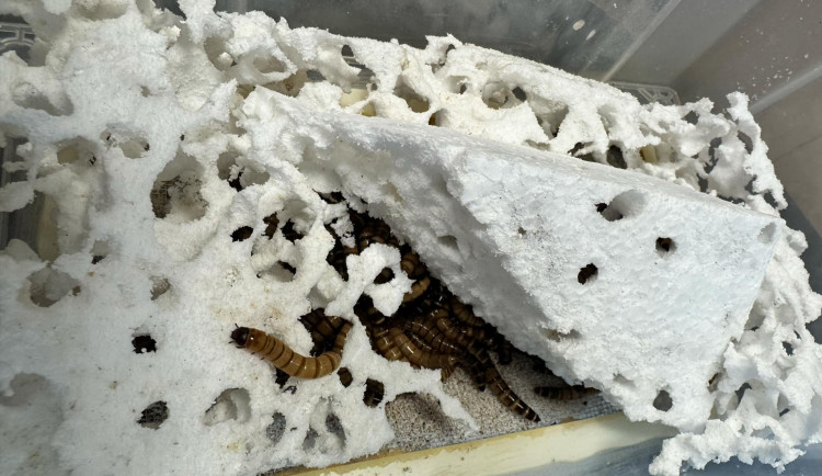 Larvy, které jedí plasty? Vědci v Brně zkoumají jejich schopnosti