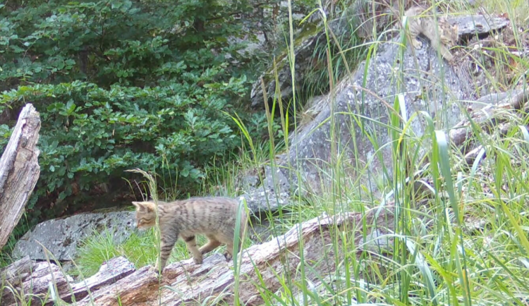 Do Lužických hor se vrátila kočka divoká. Je na seznamu kriticky ohrožených zvířat