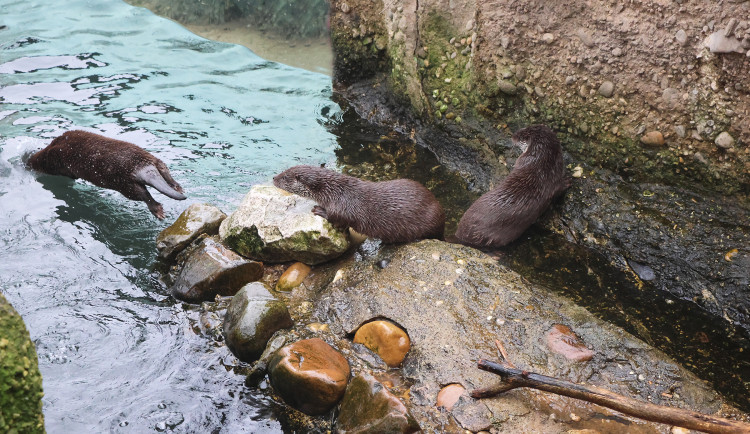 Novými hvězdami zoo jsou rozkošné vydří slečny. Dostaly jména Matylda a Klotylda