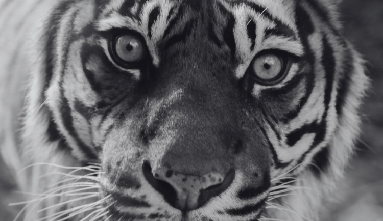 V brněnské zoo se loučí s oblíbenou tygřicí. Satu museli kvůli zdraví utratit