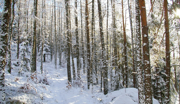 Na Štědrý den může na jihu Čech napadnout sníh, uvedli meteorologové