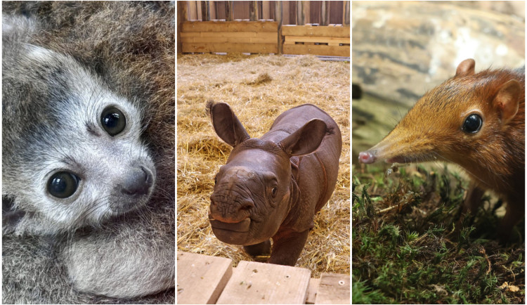 Vytoužená mláďata i těžká loučení, zoologická zahrada má za sebou rušný rok