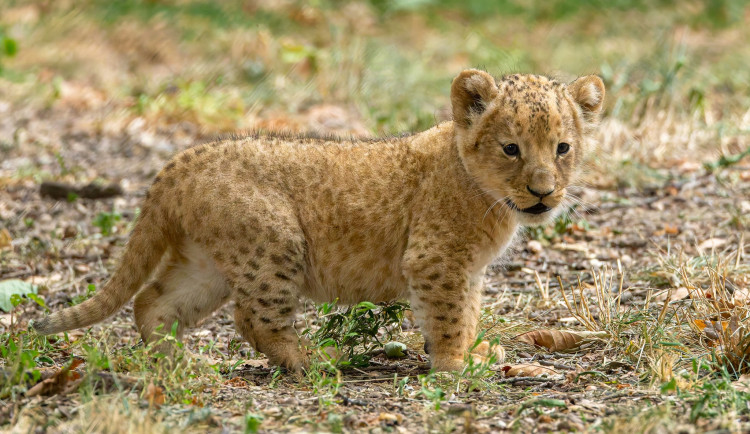 Rok plný mláďat. V brněnské zoo se loni narodilo lvíče, kapybary i polární liška
