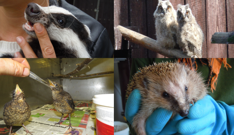 Záchranná stanice v Bartošovicích loni přijala 3173 zvířat, meziročně o 48 více