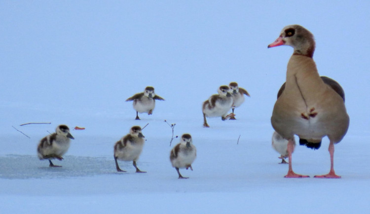 Mrazy vyhánějí ptáky na jih, vodní plochy zamrzají. Přiletět naopak mohou vzácné druhy ze severu