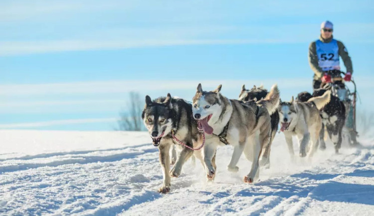 Mushery v Orlických horách nezastaví na Šediváčkově longu ani extrémní podmínky