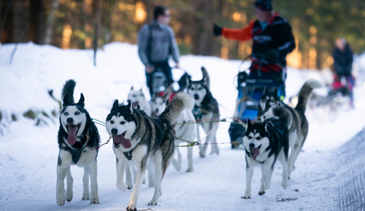 V Orlických horách navečer odstartuje Šediváčkův long, své pejsky nechte ale doma