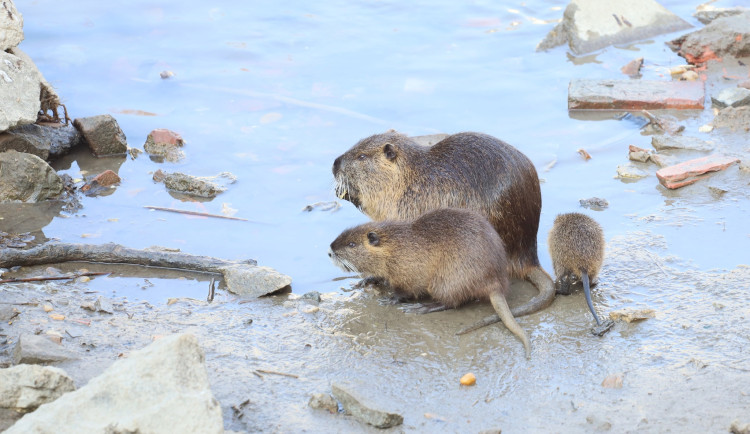 Budeme likvidovat nutrie, oznámila břeclavská radnice. Odchyt zastanou strážníci