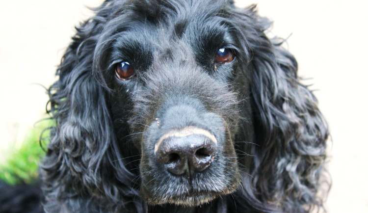 80letý muž uklouzl v České Lípě na ledu a nemohl vstát. Pomoc mu vyštěkal psí parťák
