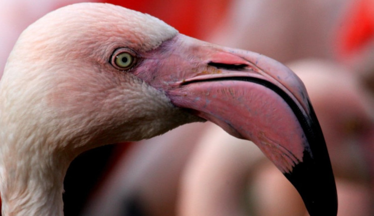 Mokřady mizí rychleji než lesy, varují odborníci. Osvětu šíří také brněnská zoo