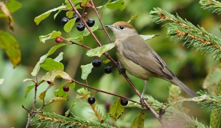 Samice pěnice černohlavá