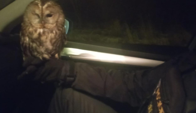 Malou sovičku srazilo v noci na Českolipsku auto. Díky všímavému muži jí policie zajistila pomoc