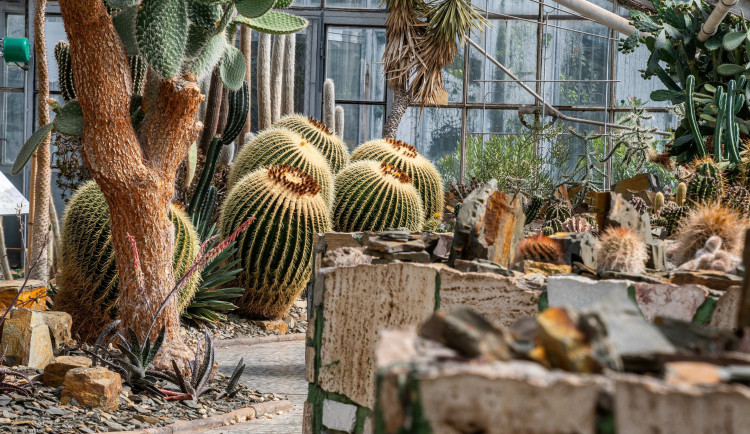 TIP NA VÍKEND: V Olomouci se otevírají sbírkové skleníky, k vidění jsou kvetoucí tlustice či opuncie