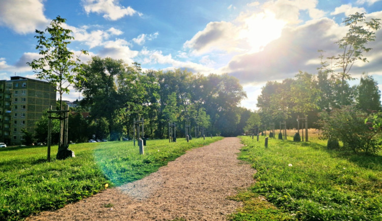 V Karlovarském kraji má titul Alej roku Studentská alej a Stromokruh v Sokolově. Foto: Se svolením Aleje roku