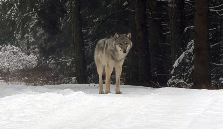 V okolí Brna se potuluje mladý vlk. Viděli ho u Devíti křížů i kousek od přehrady