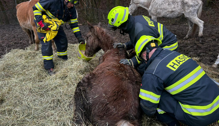 Zásah u zesláblého koně odhalil zanedbaný chov. Zubožená zvířata jedou zachránit chovatelky z Karlovarska