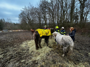 Hasiči v Noskově zachraňovali koně. Na pomoc vyrazil i jeřáb