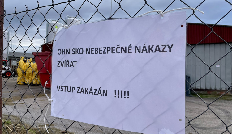 Na Královéhradecku je ptačí chřipka v chovu s 230 tisíci nosnic, největším za roky