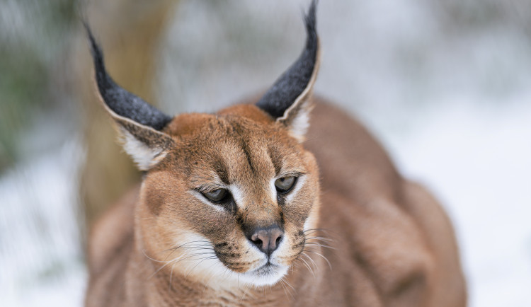 Do expozice v Zoo Praha se vrací karakalové. Šelmy ze savany nahradí drobné oceloty