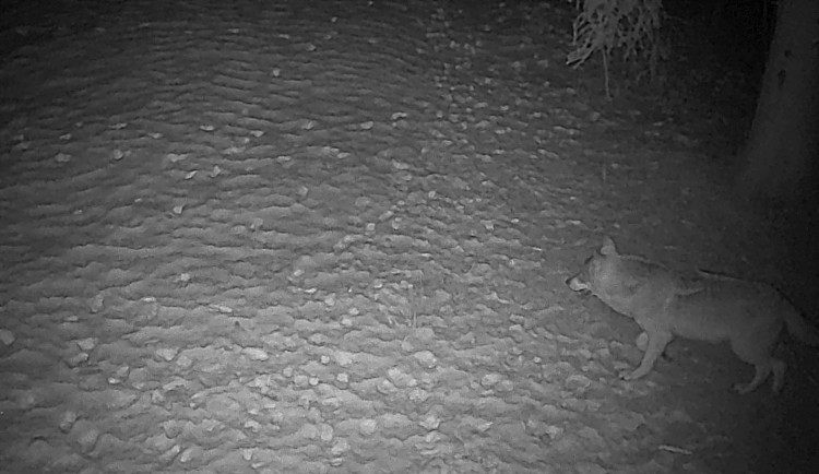 Na Broumovsku žije rekordních až 27 vlků, potvrdilo letošní sčítání ochranářů