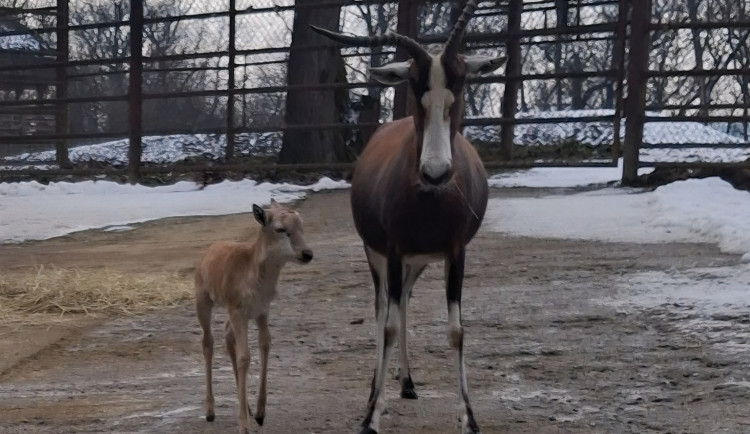 V Brně se narodila roztomilá antilopa. Až vyroste, bude mít bílou  lysinu a punčochy