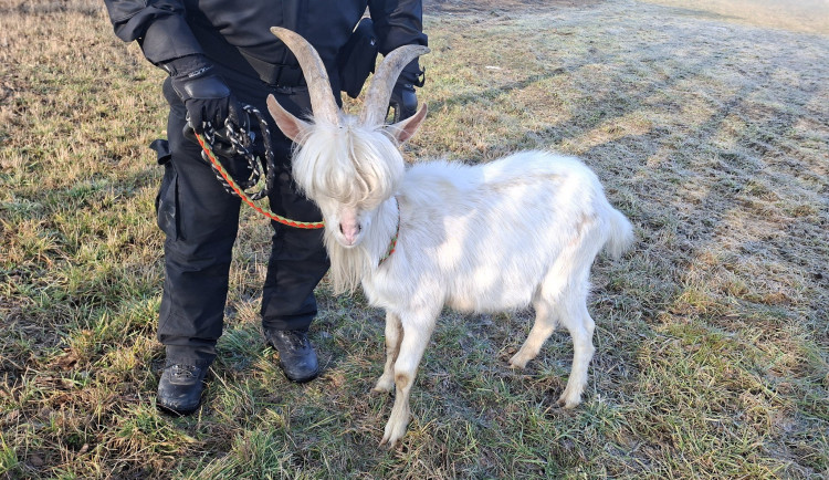 Nechybí vám kozel? Fešáka se slušivou ofinou našli v Letkovicích na Brněnsku