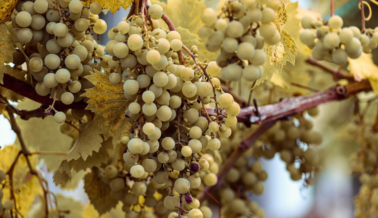 Velcí pěstitelé révy vinné přestávají vinohrady rozšiřovat. Dají spíše na restrukturalizaci