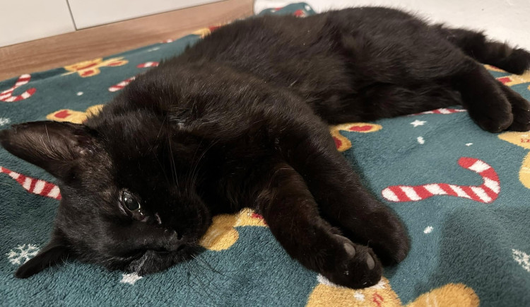 Někdo postřelil Henryho. Po roce je kocourek opět hravý, nedůvěra ale zůstává