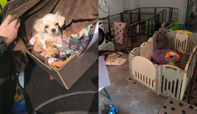 Veterináři objevili množírnu nedaleko Prahy. Živořilo v ní 150 psů