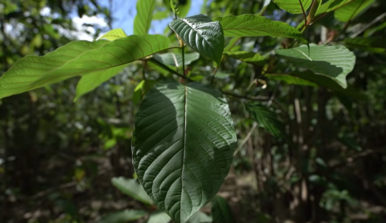 VIDEO: Zpověď matky. Na předávkování kratomem zemřela dvaadvacetiletá studentka z Uničovska
