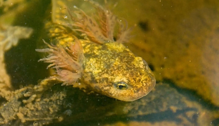 Ochranáři vylepšují mločí porodnici, jejich larvy klidně zblajznou i své sourozence