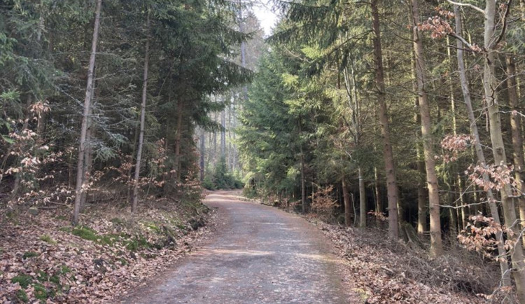 Omezení v lázeňských lesích: Dřevorubci tento týden uzavřou část Tuhnické stezky. Foto:  Magistrát města Karlovy Vary