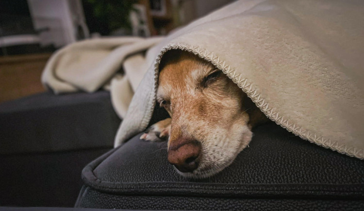 Konec éry petard? Přísnější pravidla letos zachránila desítky mazlíčků