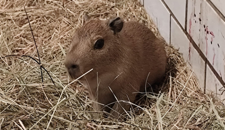 V brněnské zoo se narodily tři kapybary. Roztomilí hlodavci už skotačí ve výběhu
