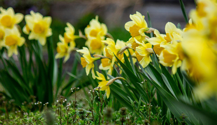 Je před námi chladnější týden. V noci bude mrznout
