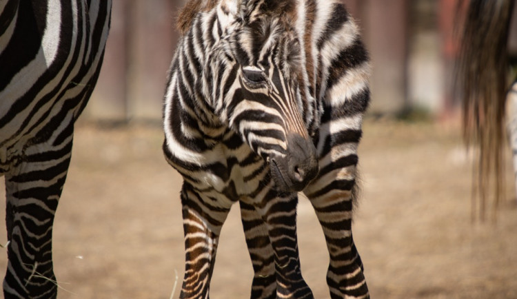 V liberecké zoo se narodil samec zebry bezhřívé. V Evropě jich zbývají desítky