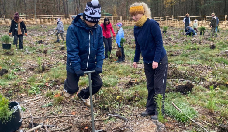 Chystá se další populární Den pro les. Lidé vysadí 4000 modřínů a borovic u Boleváku