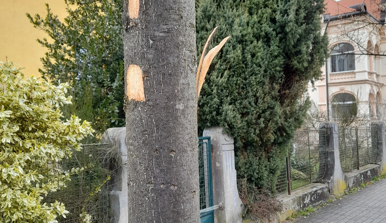 Vandal poškodil stromy v Mozartově a Zborovské ulici. Město podalo trestní oznámení