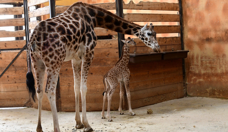 Porod z výšky dvou metrů. V zoo na Svatém Kopečku se narodila žirafí holčička Sisi