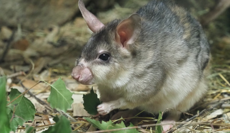 VÍKENDOVÉ TIPY: V Jihlavě hraje Dukla a oslaví křečky, v Batelově představí kulturní dům