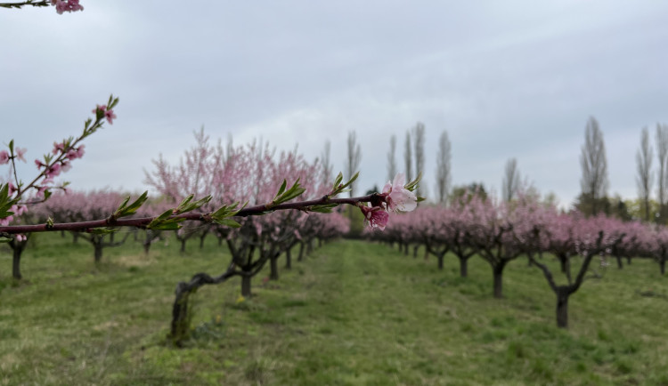Mrazy na jihu Moravy poničily hlavně broskve a třešně. Pohroma se ale nekoná