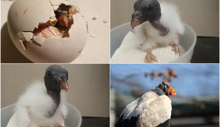 VIDEO: Pár kondorů pečuje v ostravské zoologické zahradě o své sedmé mládě