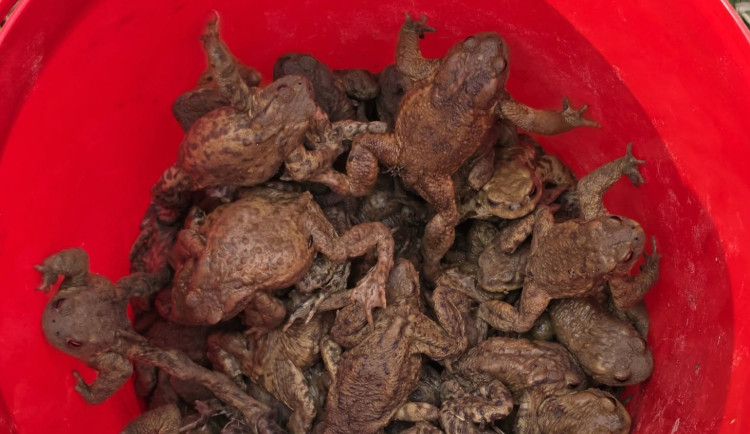 Studenti v Přerově zachránili téměř tisícovku ropuch a skokanů před koly automobilů