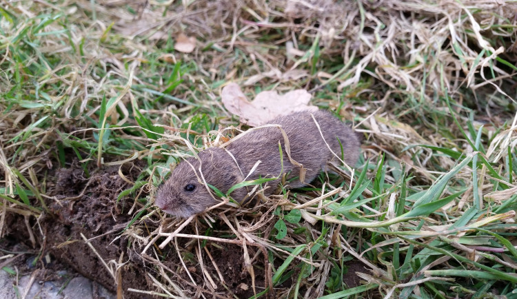 Menší pole lákají méně hrabošů. Změna velikosti může zachránit úrodu, zjistili vědci