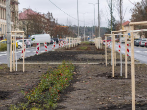Ostrov pokračuje v obnově Hlavní třídy. Druhá etapa přinese květinové záhony