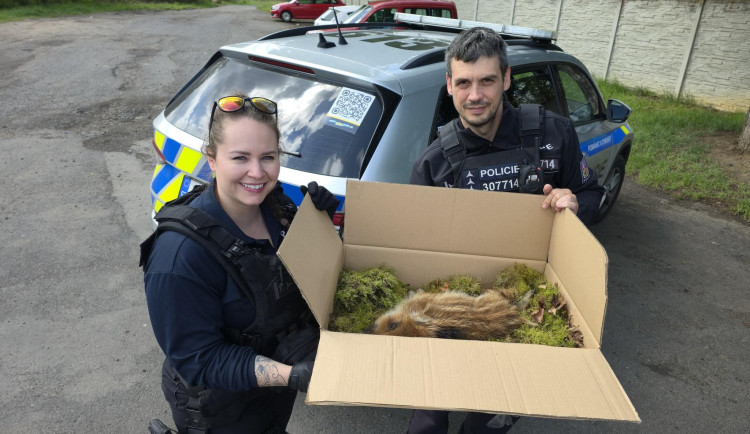 Děti zachránily zraněné sele u cyklostezky, pomohli i policisté.