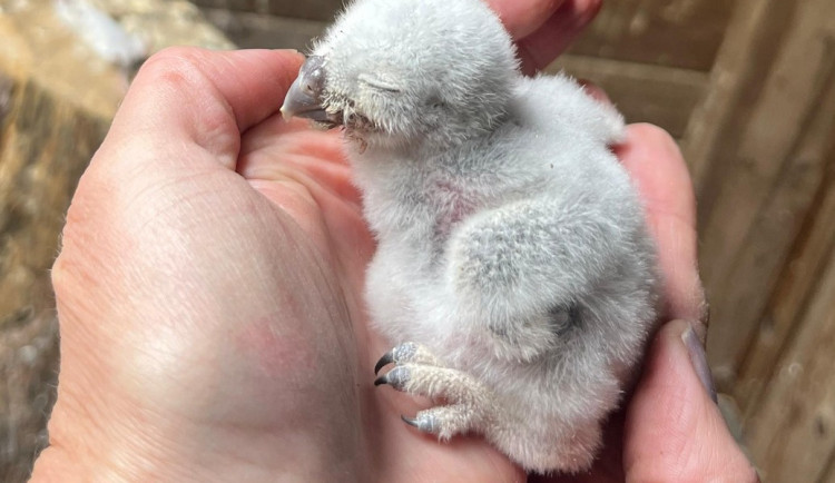 Pět malých písklat. Brněnská zoo se chlubí mláďaty ohroženého sýčka obecného