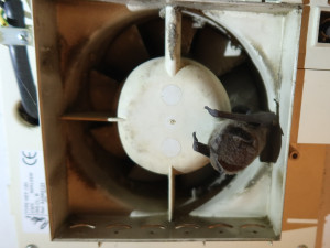 Záchrana netopýra z ventilátoru