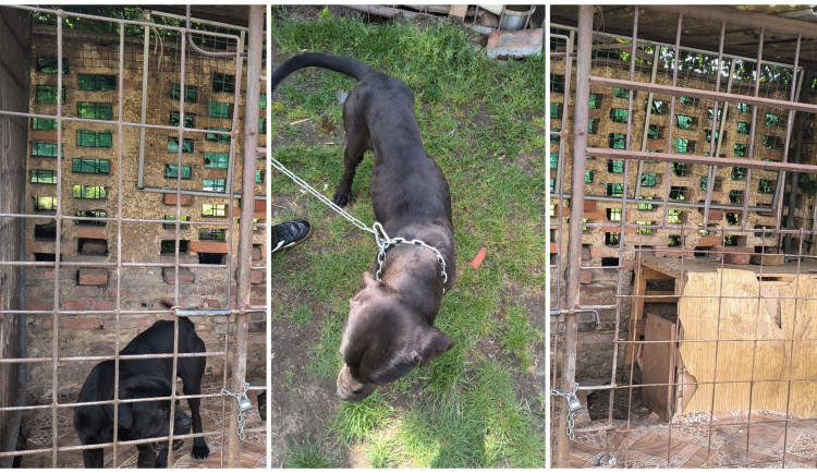Pohublé štěně živořilo v rozpadajícím se kotci. Veterináři odebrali i další zvířata