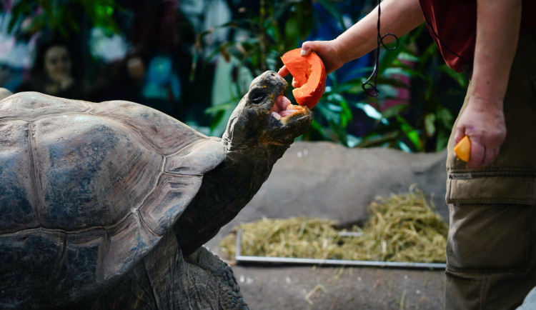 Přetížení zaměstnanců, nízké mzdy. V pražské zoo dokončili audit